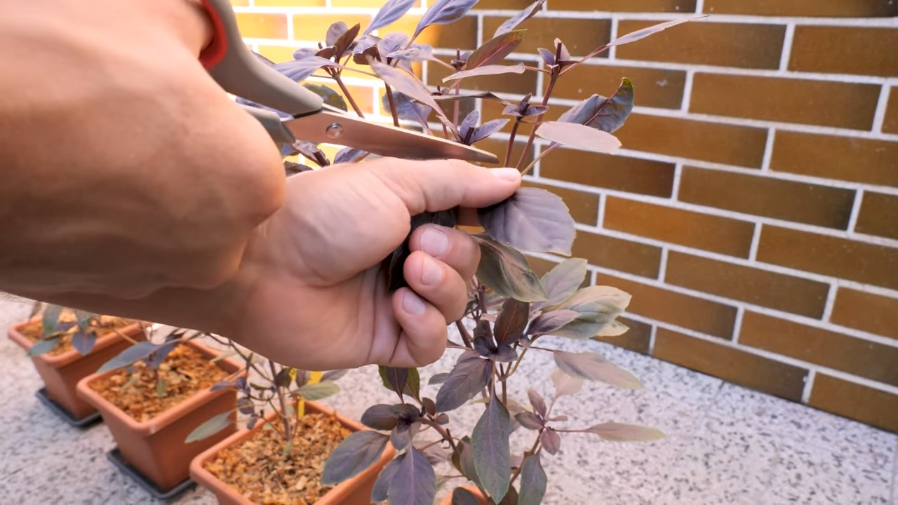Grow Purple Basil from Seed