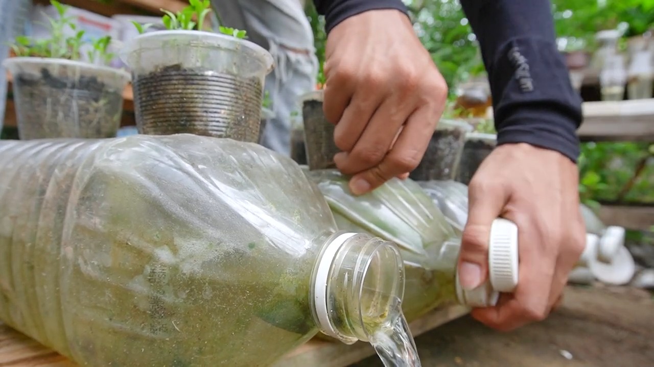 Growing Coriander Plastic Bottle