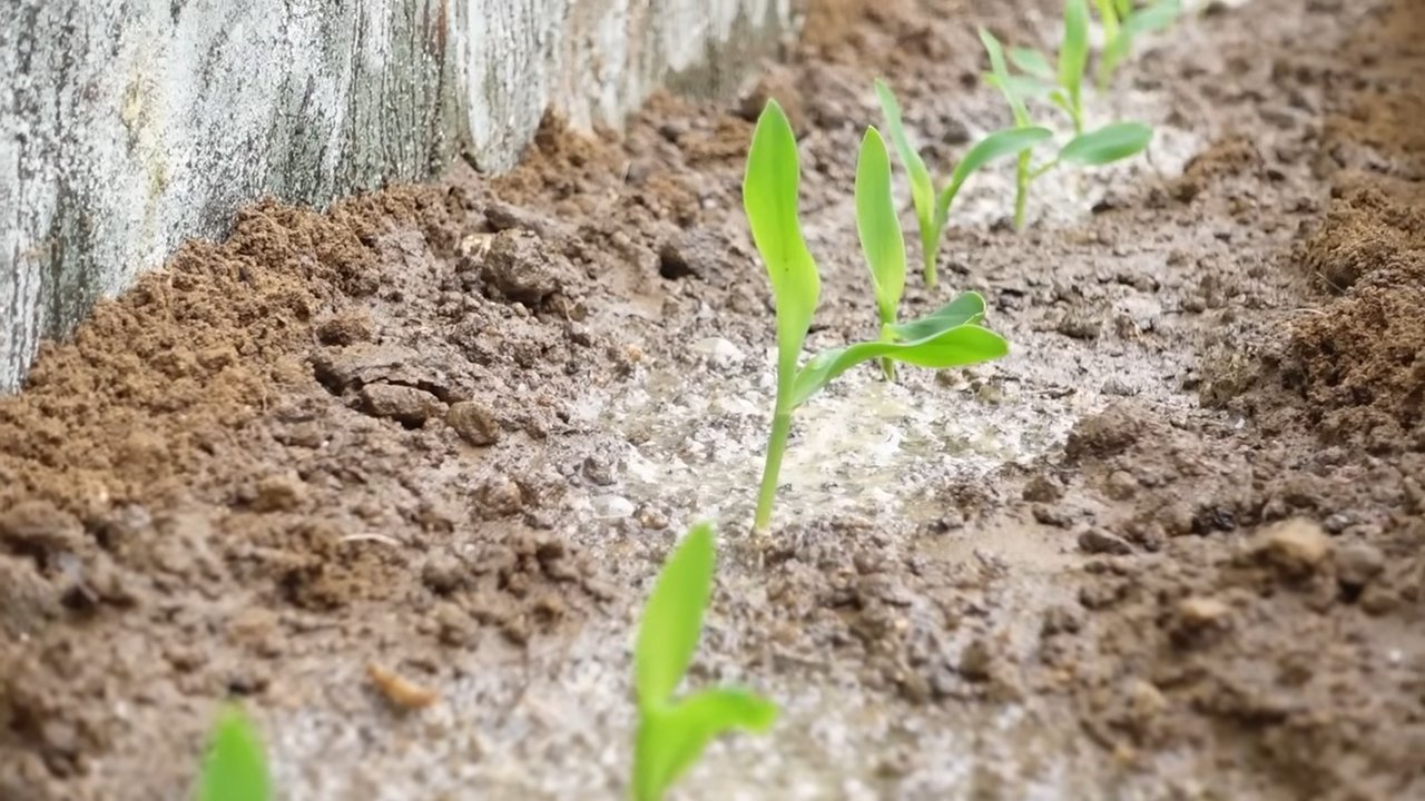 Growing Corn Concrete Yard