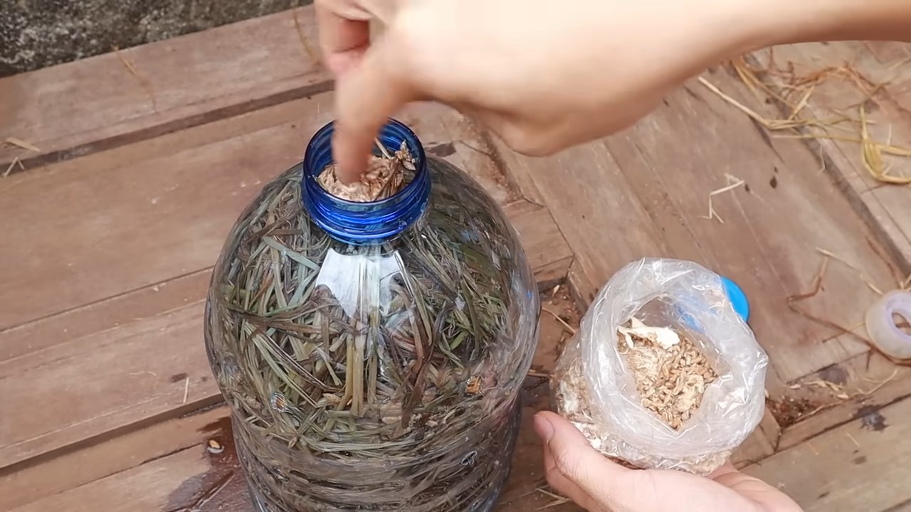Growing Mushrooms at Home