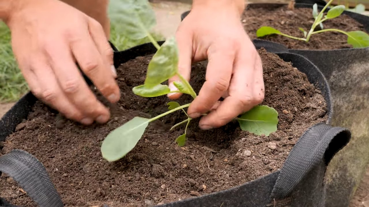 Grow Brussels Sprouts