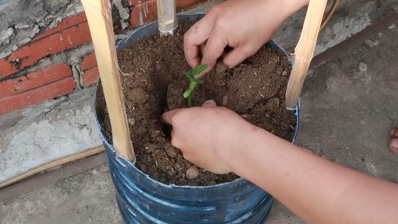 Grow Bigger Bitter Melon