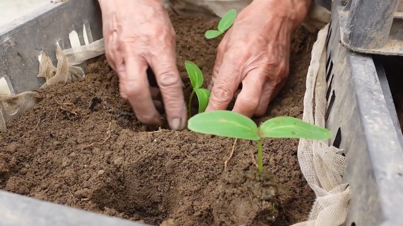 High yield cucumber mistakes
