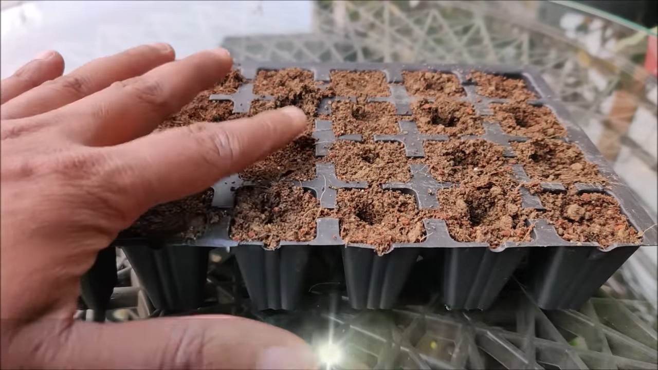 Growing Celery Indoors