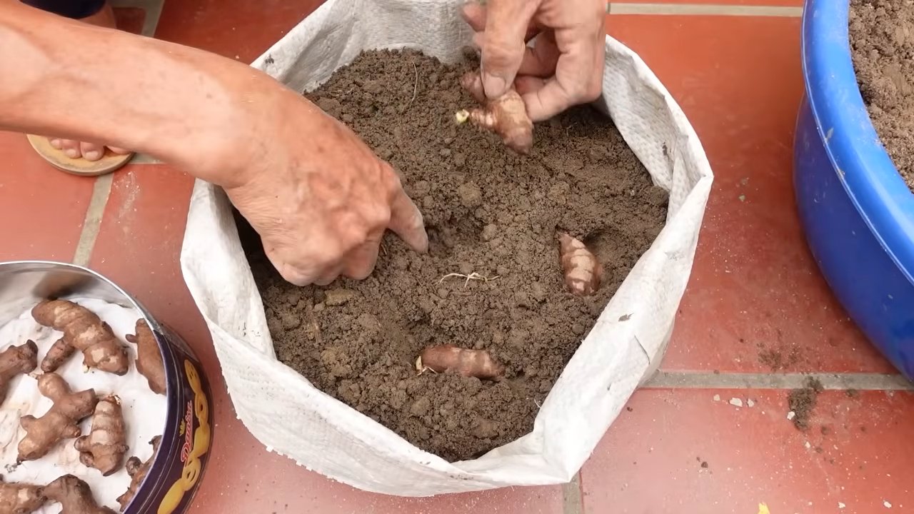 Harvest Ginger at Home