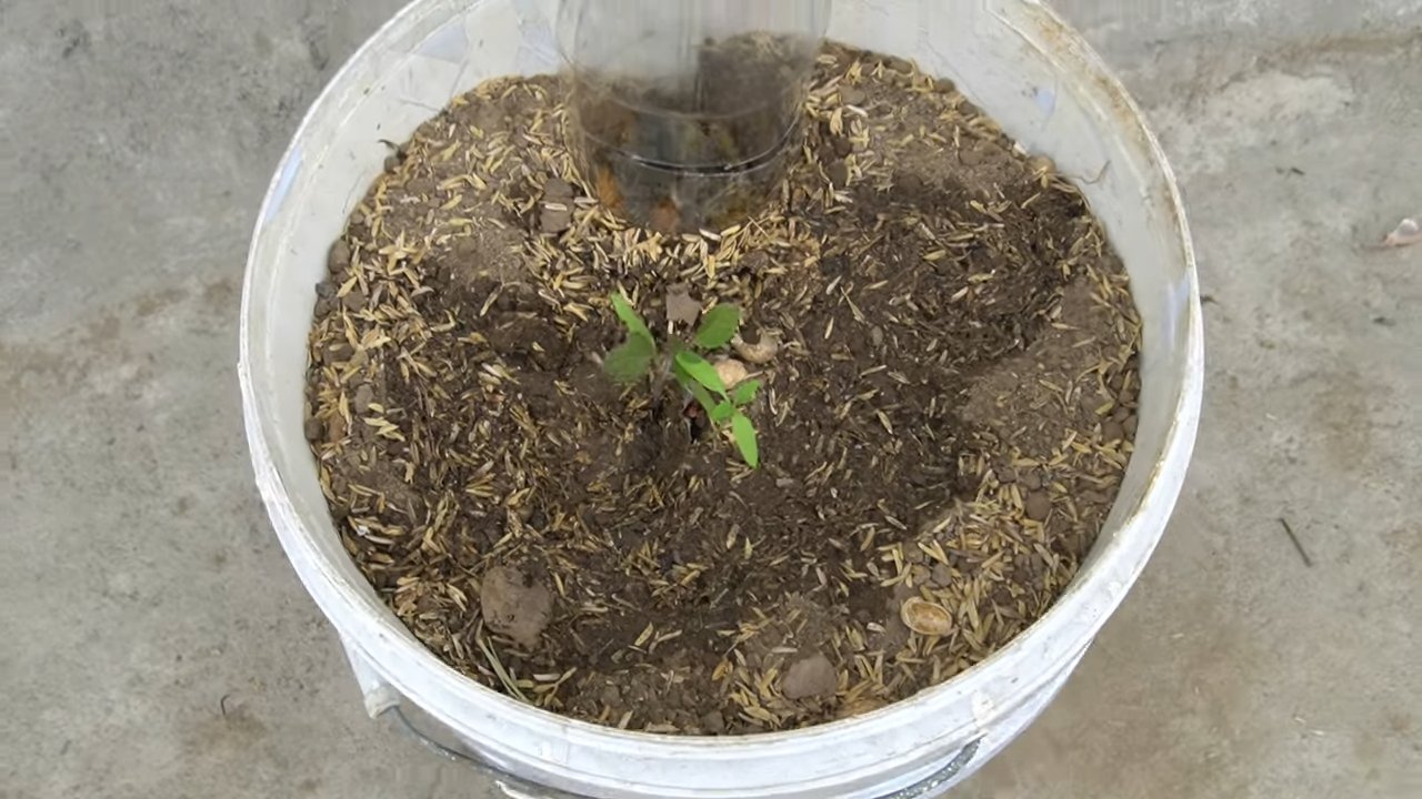 Container Tomatoes Easy Growing