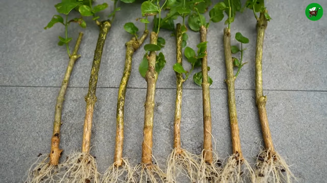 Mogra Jasmine Propagation