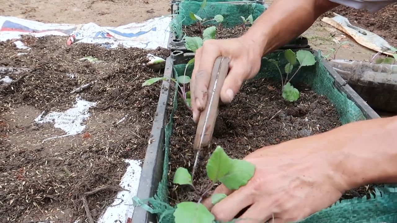 Growing Purple Kohlrabi Secret