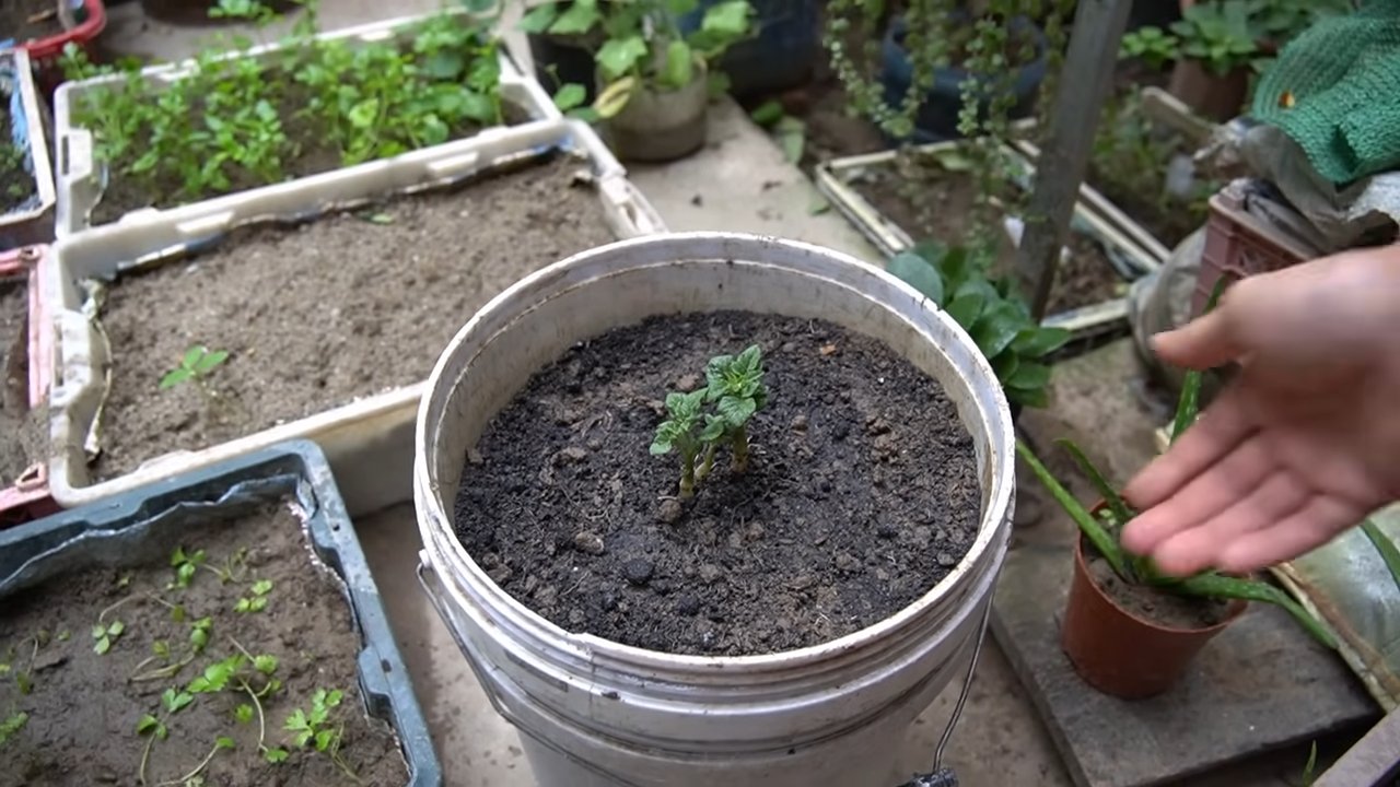 Companion planting potatoes peppers