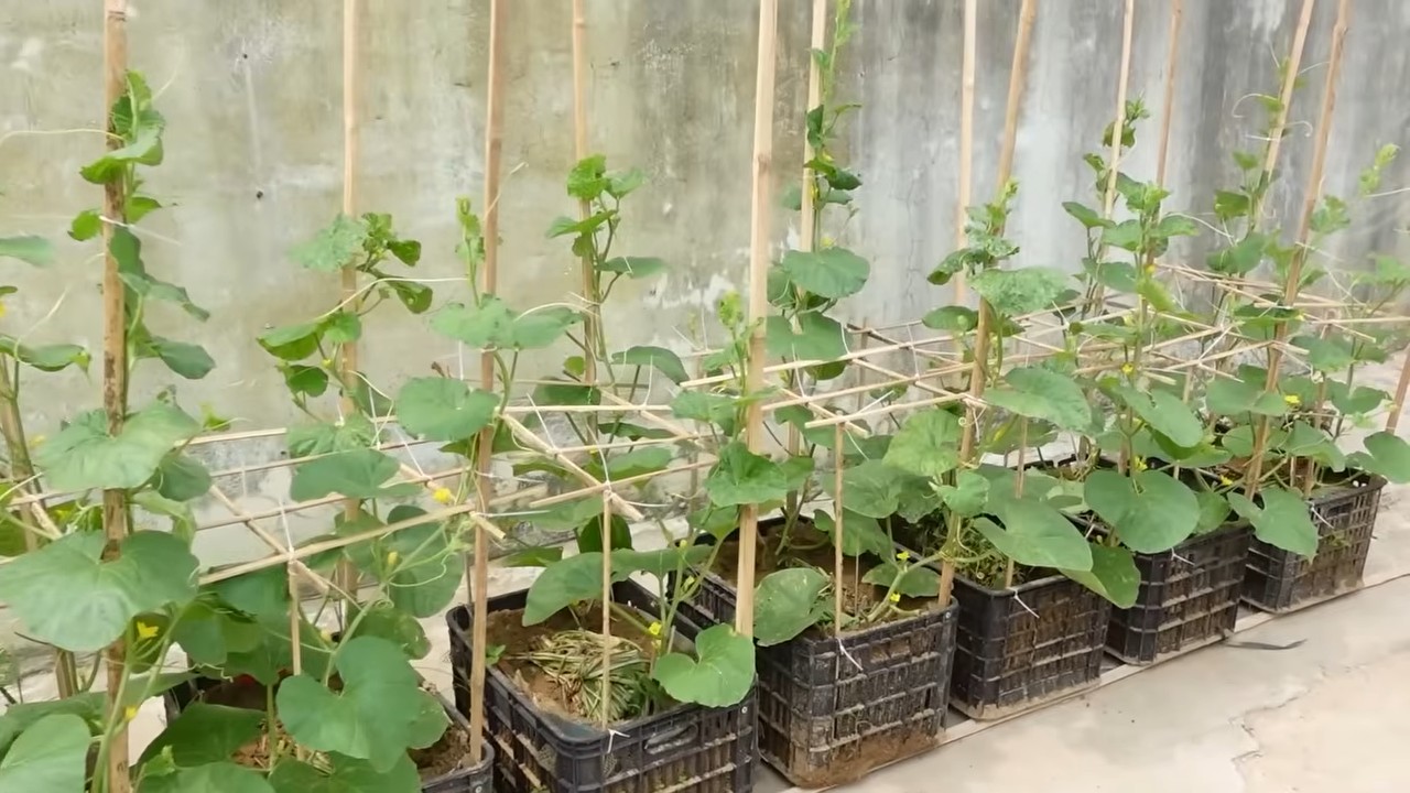 Lazy melon growing hacks