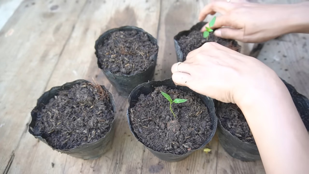 Grow bell peppers indoors