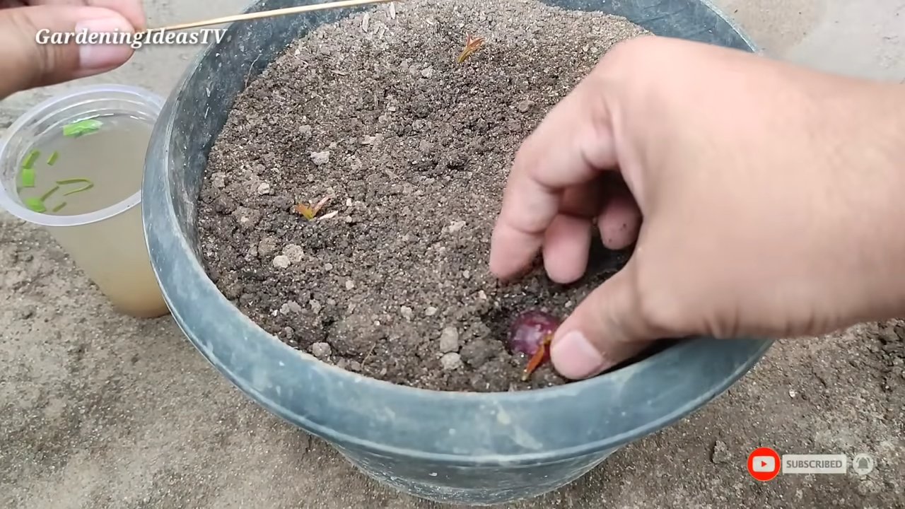 Growing grape tree from seed