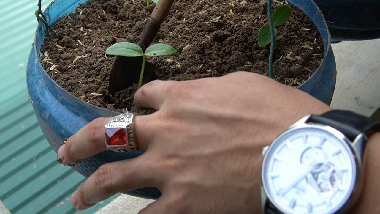 Grow Malabar Spinach at Home