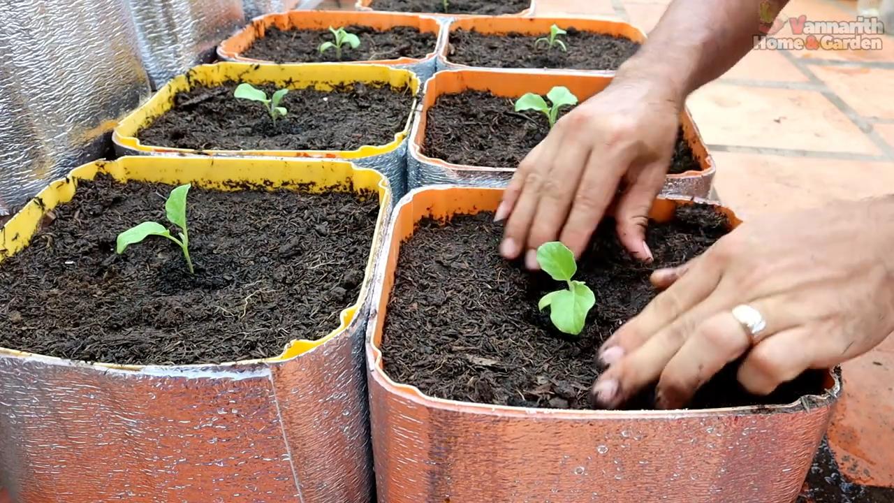 Growing Eggplants Indoors Beginner