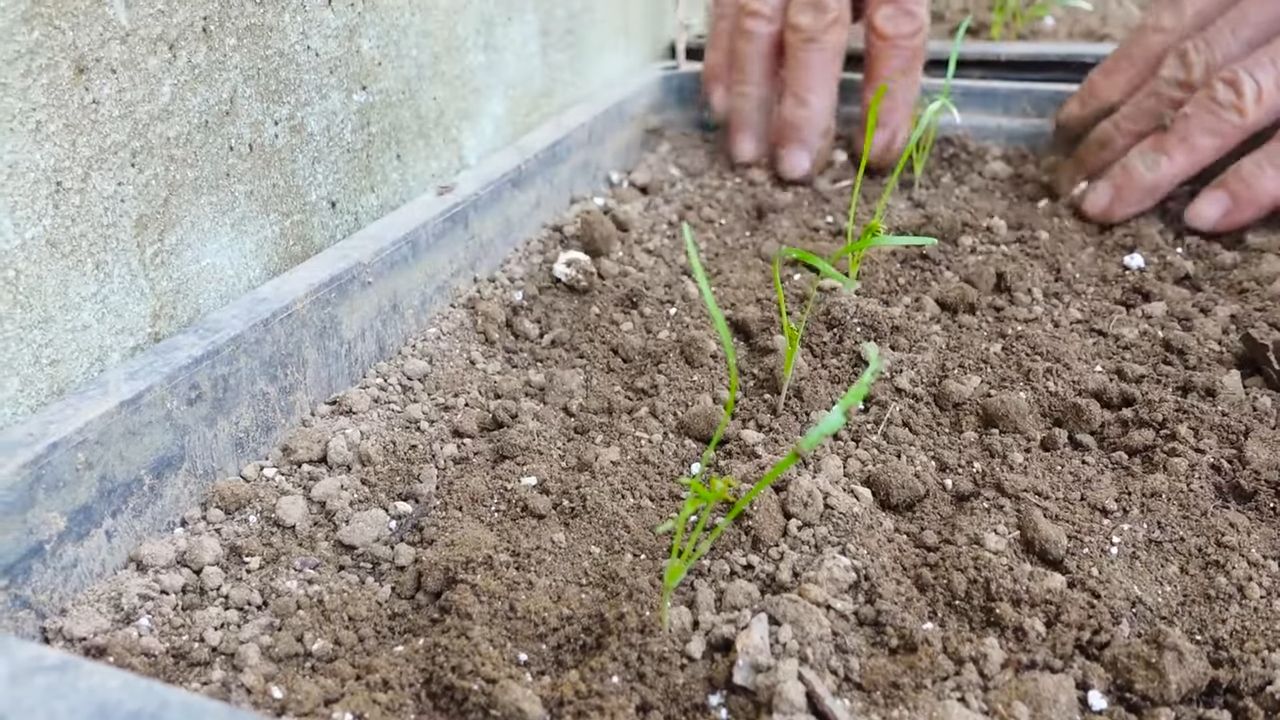 Grow Dill Kitchen Garden