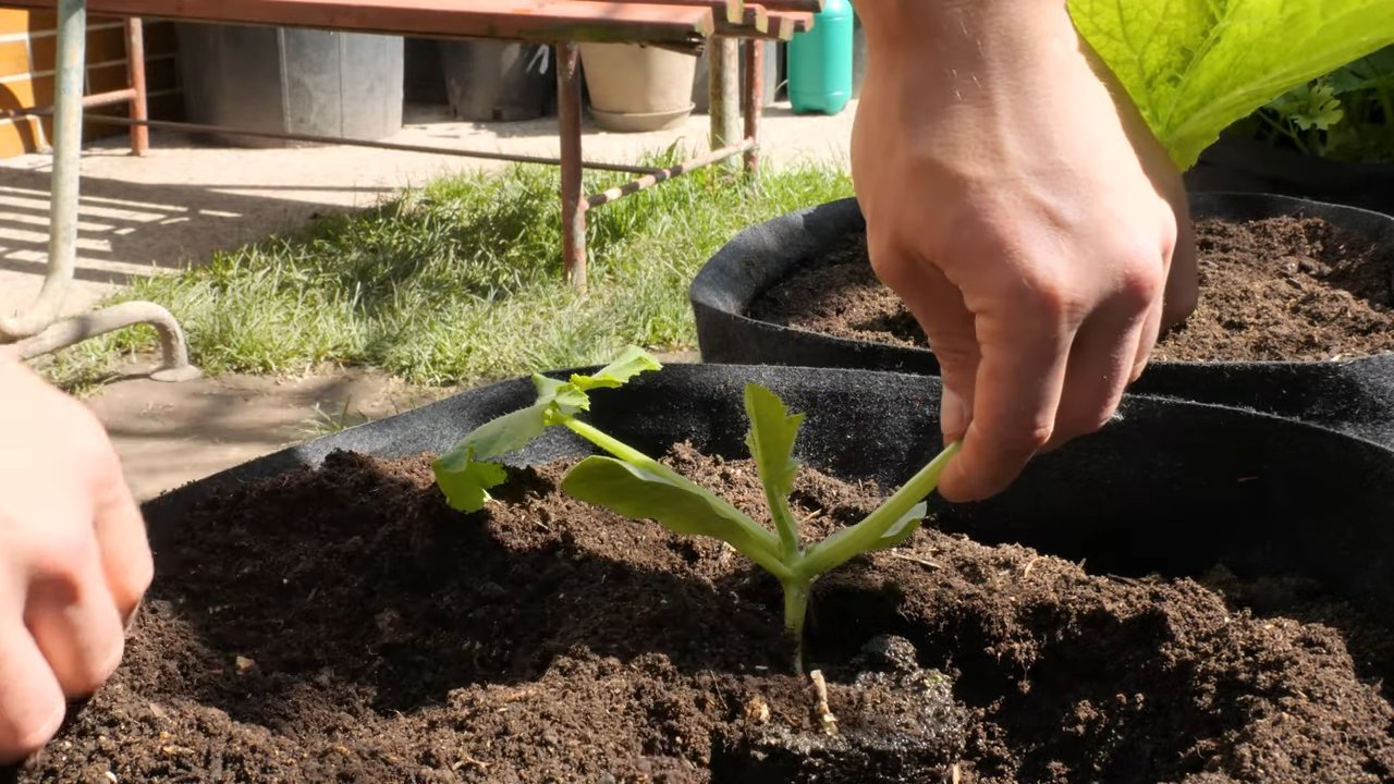 Growing Zucchini in Grow Bags