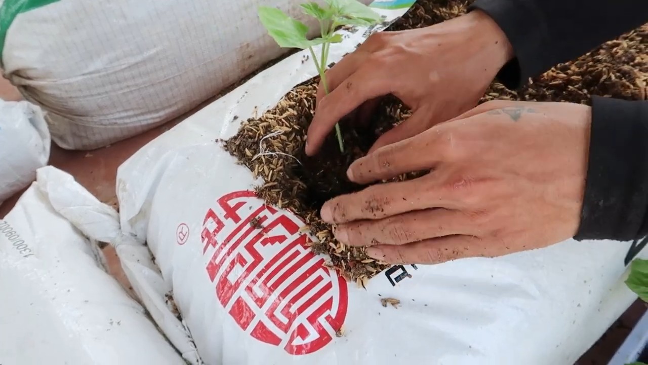 Bitter Melon Growing Techniques