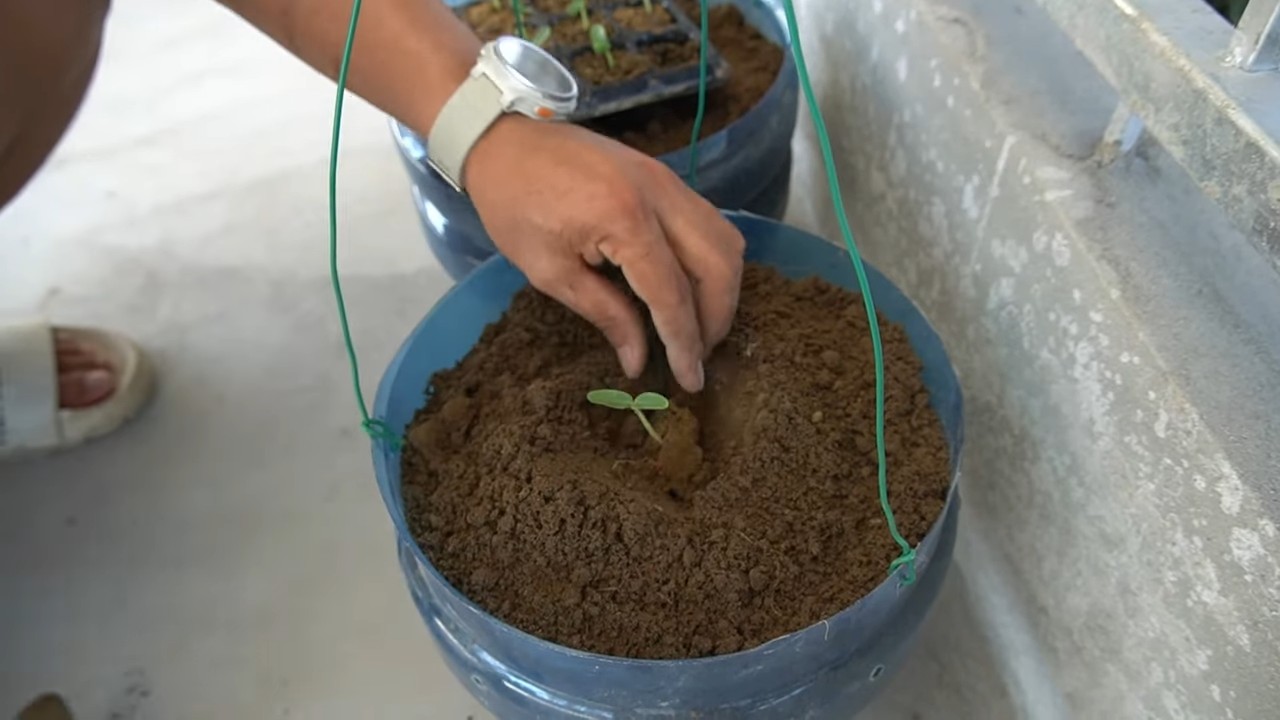 Growing cantaloupe in containers