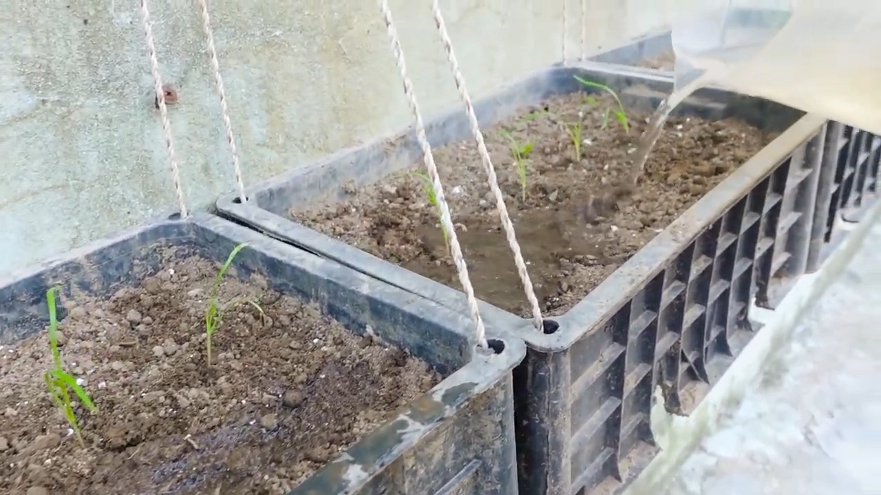 Growing Dill in Kitchen