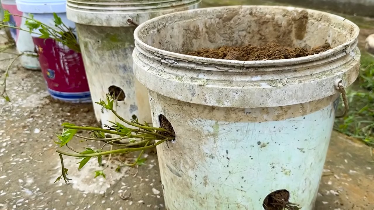 Growing Sweet Potatoes at Home