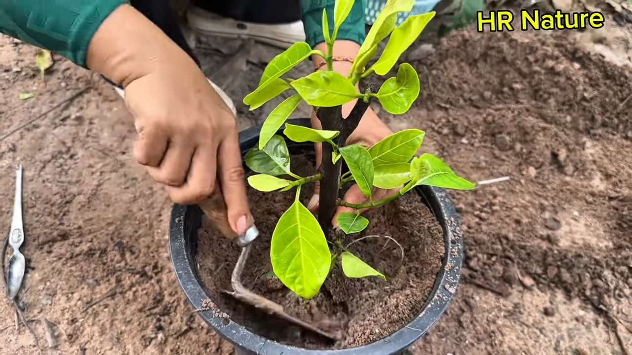 Jackfruit Grafting at Home