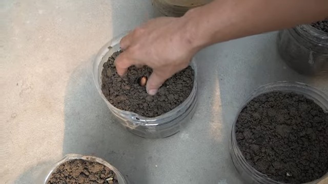 Growing Peanuts in Bottles