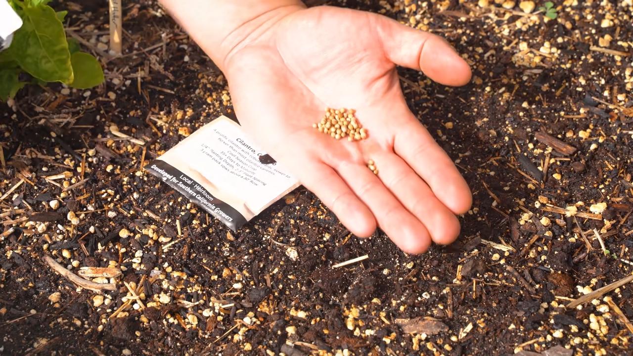 Grow Cilantro at Home
