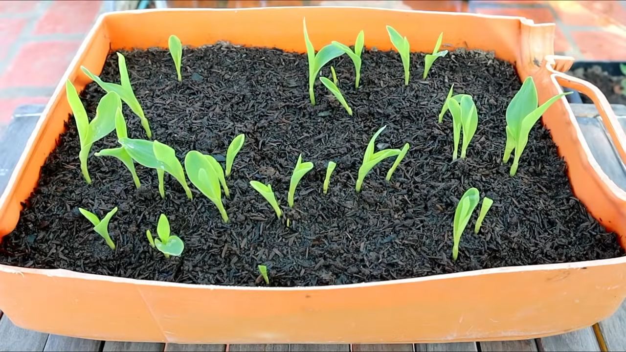 Grow corn kitchen garden