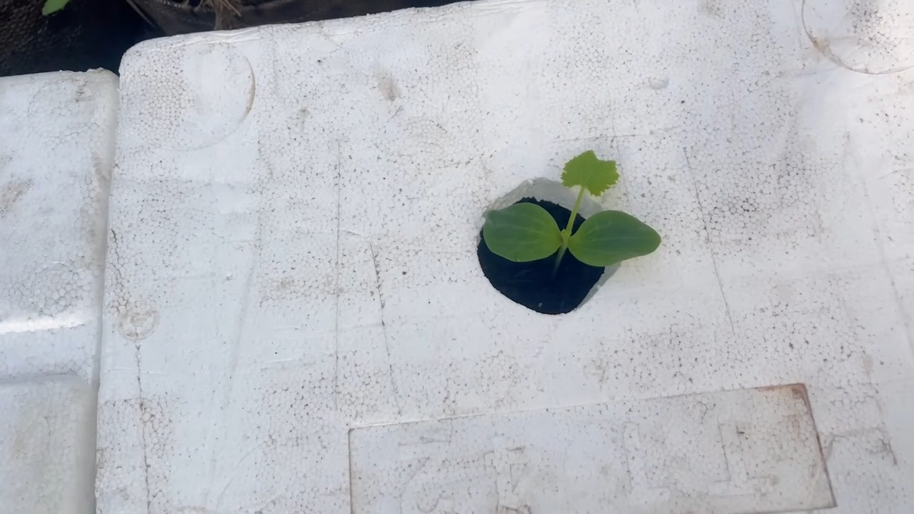 Growing Zucchini Simple Technique