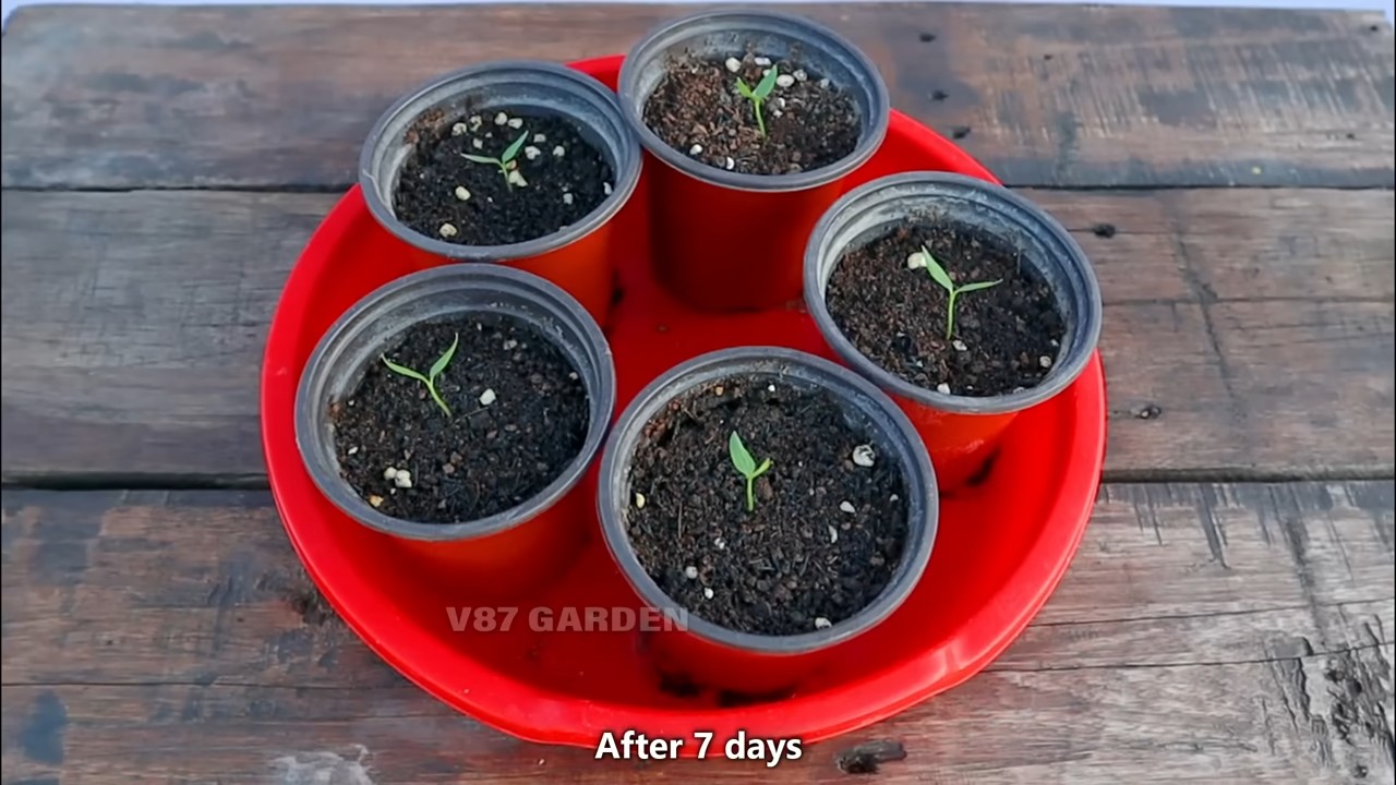 Growing Chili Peppers in Pots