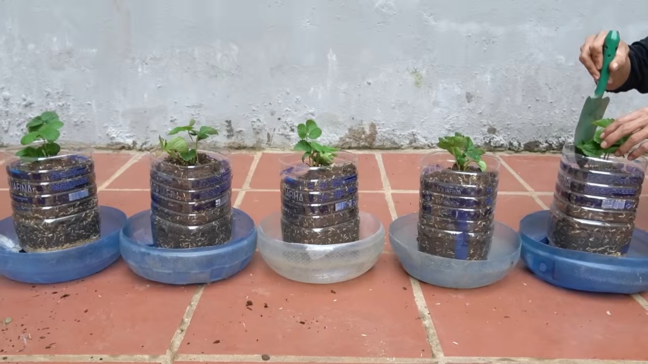 Growing Strawberries Monthly
