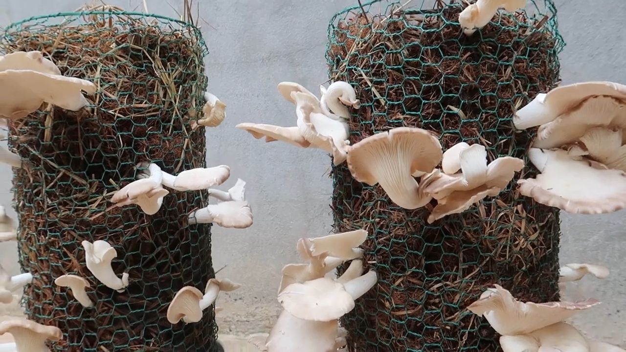 Mushroom harvesting DIY