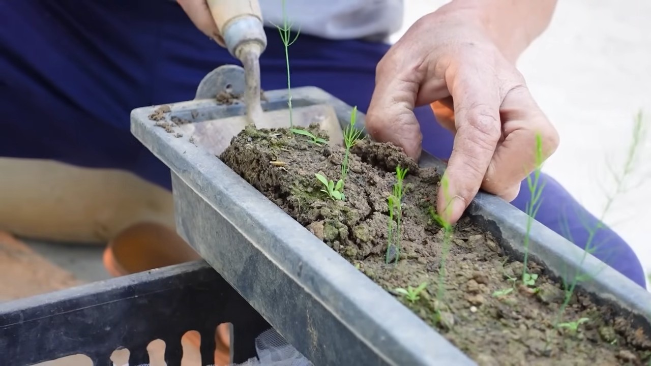 Grow Asparagus at Home