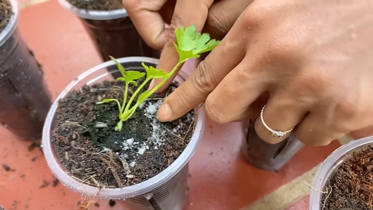 Grow Celery at Home Easily