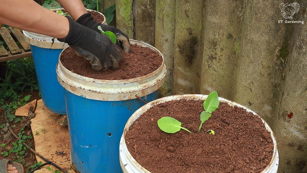Grow Cauliflower and Broccoli Home