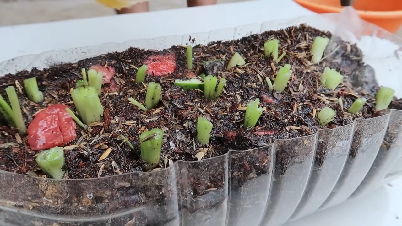 Backyard celery growing tips