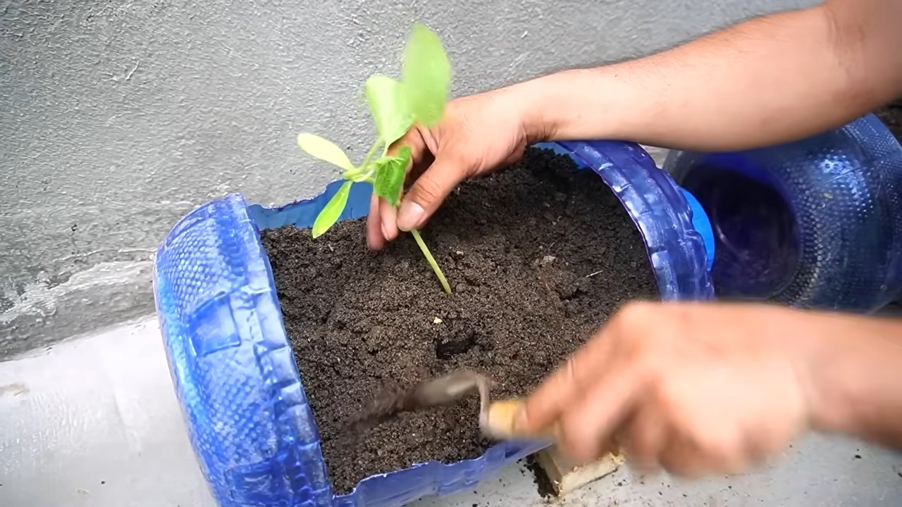 Grow Pumpkins Recycled Containers
