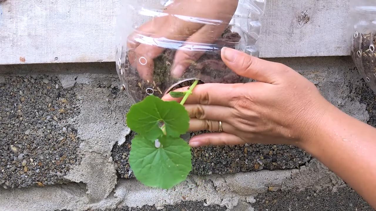 Growing bitter melon container