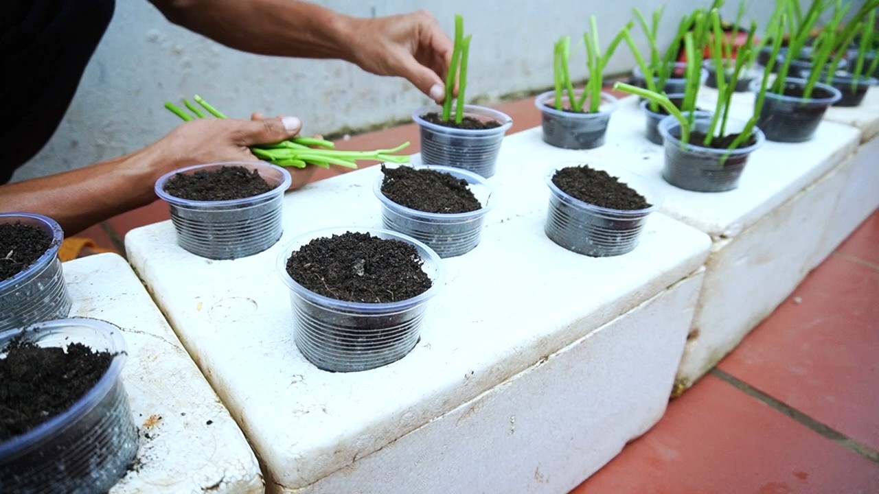 Water spinach no watering routine