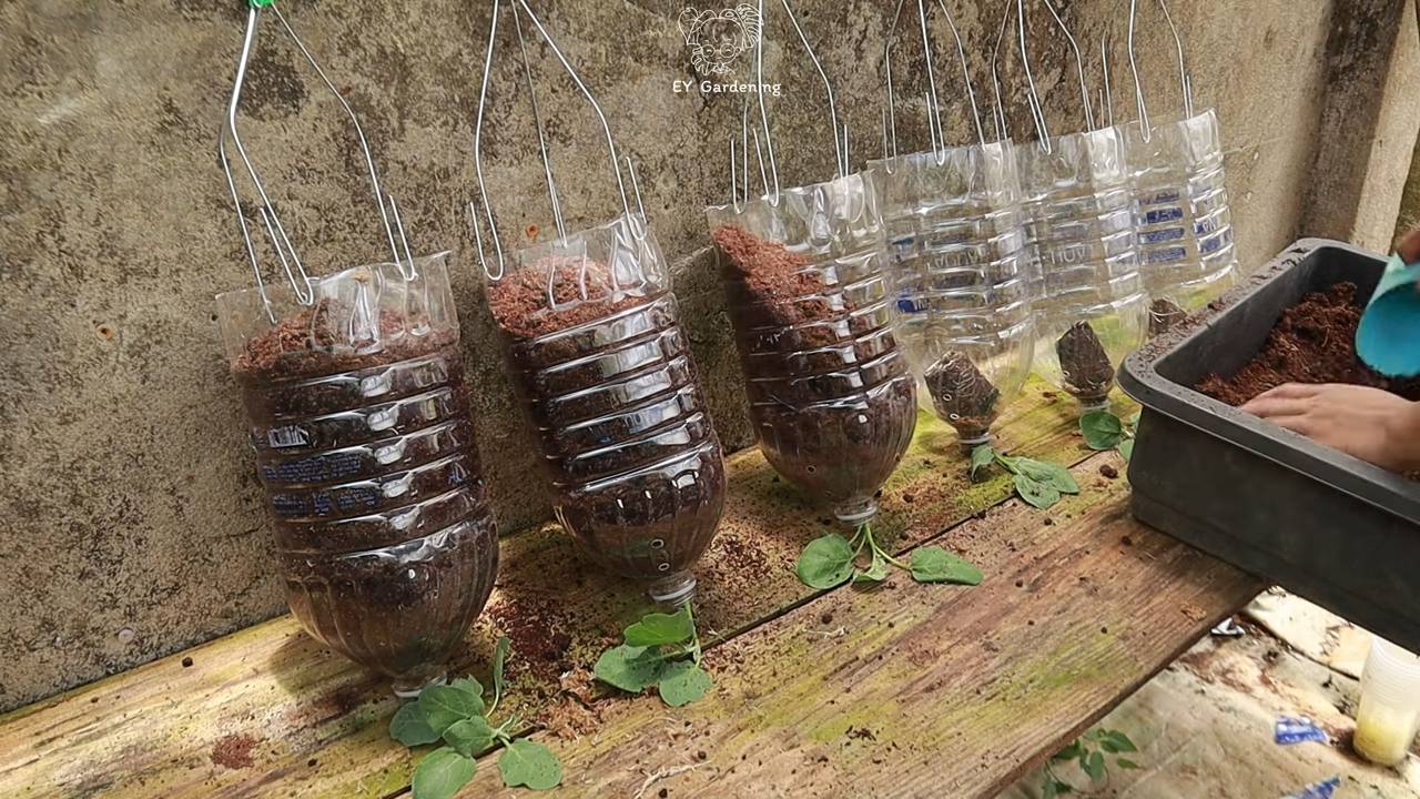 Upside Down Eggplant Bottle Growing