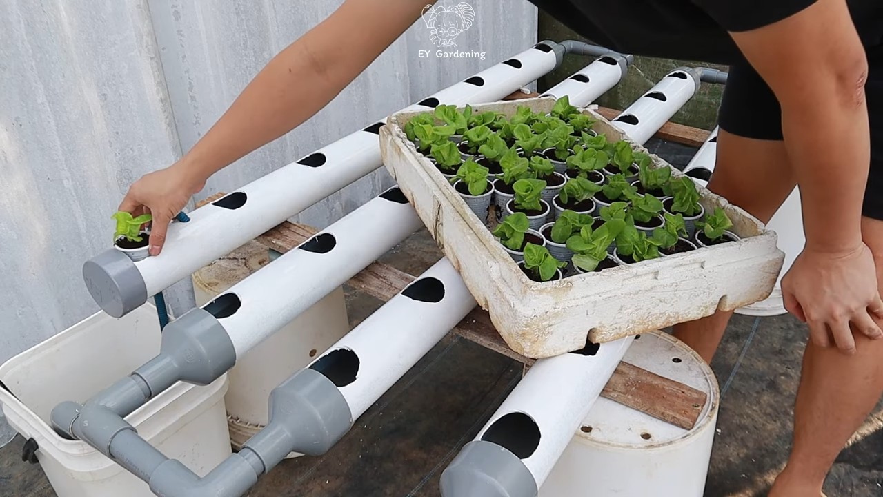 Water Only Lettuce Garden