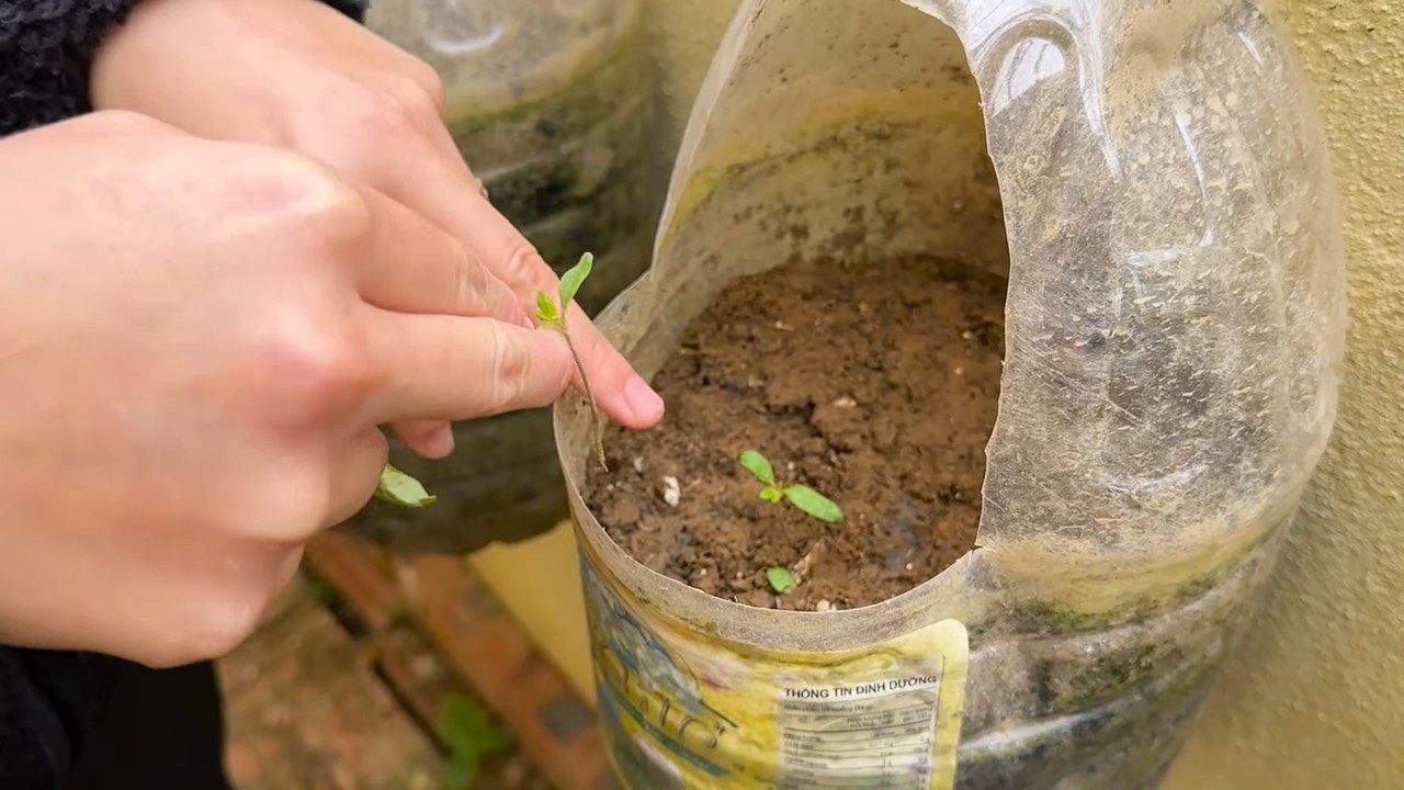Beginner tomato growing tips