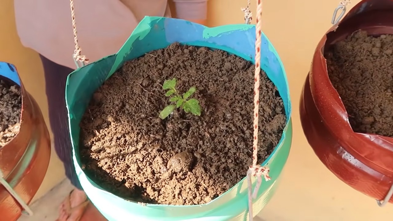 Non Stop Tomato Harvest