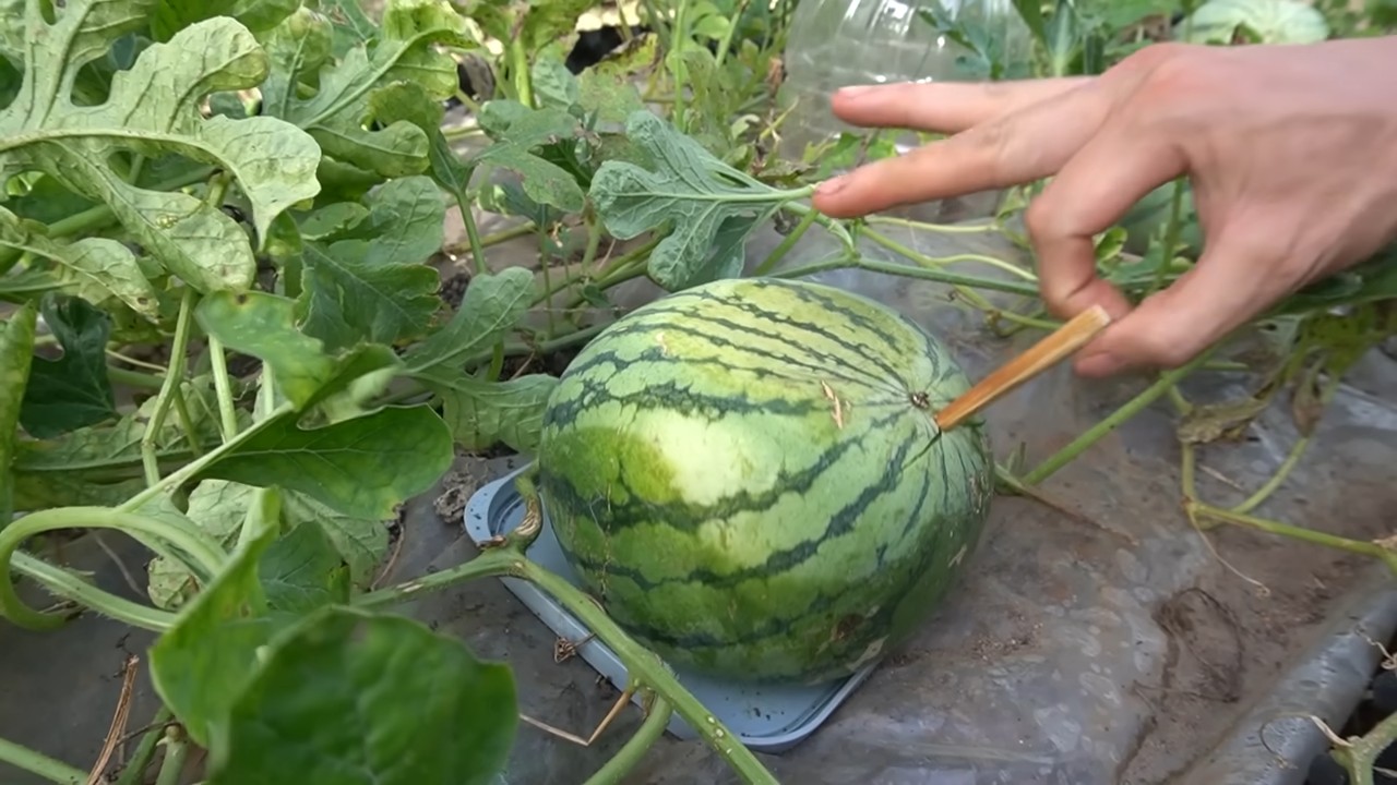Growing square watermelons