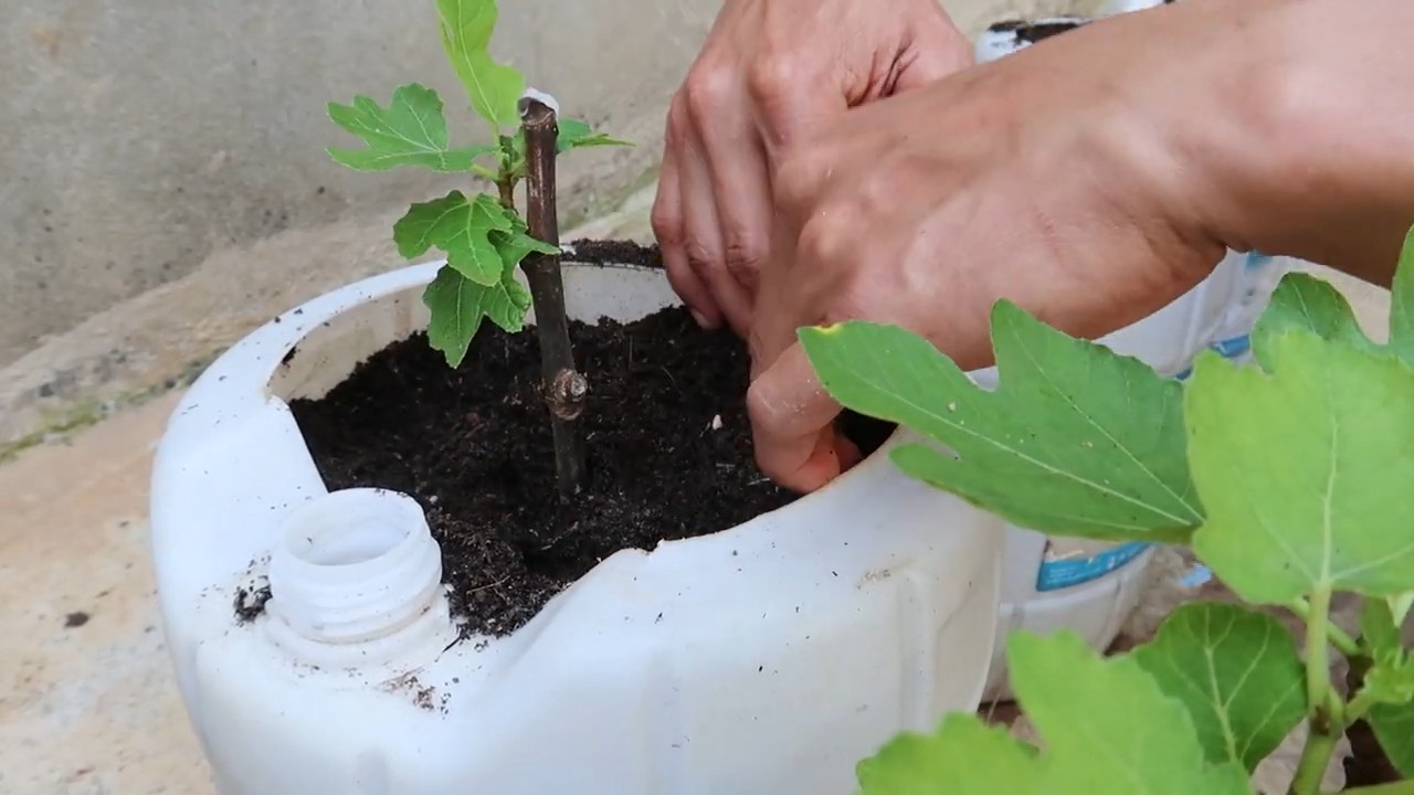 Container fig growing technique