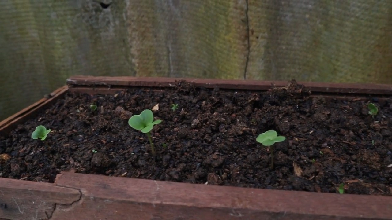 Growing Red Radishes from Seed