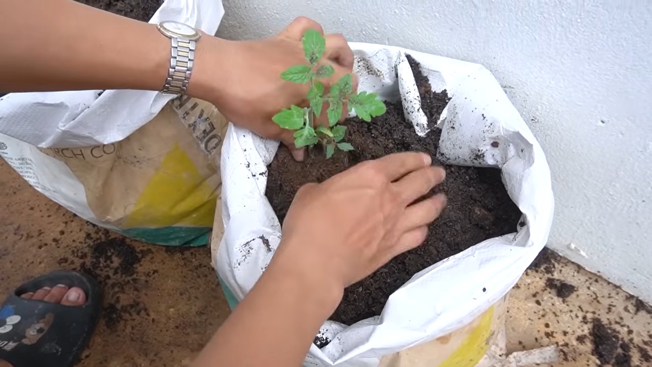 Year Round Tomato Production
