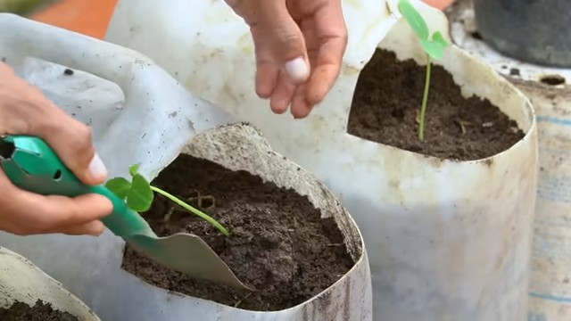 Growing tomatoes indoors