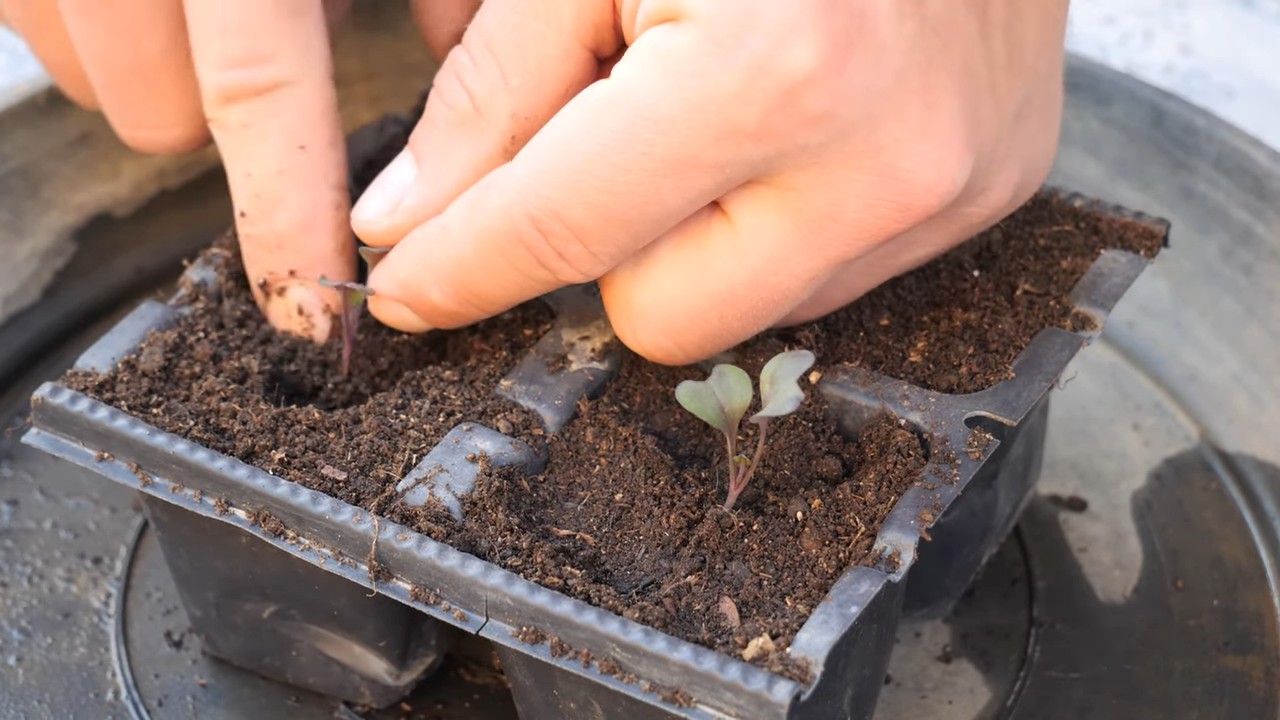 Grow Red Cabbage in Pots