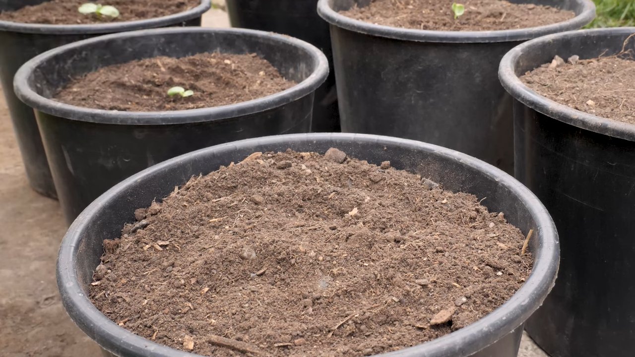 Sunflower growing small spaces